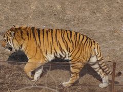 -沈阳森林动物园