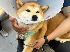 -全心全意连锁动物医院·特色中医诊疗(会城门分院)