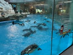 -帝企鹅自助餐厅•儿童岛•真企鹅(长隆企鹅酒店)