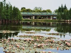 -白鹭湾湿地公园