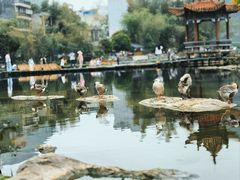 -靖西鹅泉风景区