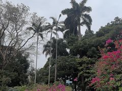 -九龙公园