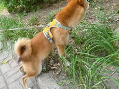 -乖乖宠物医院·猫科·急重症中心(车站北路分院)