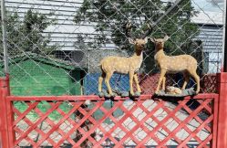 -萌宠亲子动物乐园(槐房万达店)