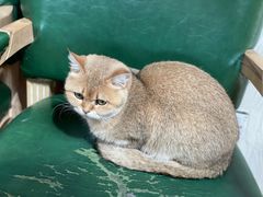 -猫小院猫主题餐厅(南锣旗舰店)