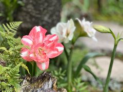 -深圳市中科院仙湖植物园