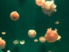 -福州罗源湾海洋世界旅游区