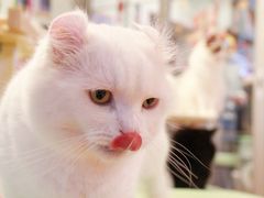 -MOYOYO猫咪咖啡店