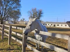 -北京群众马术培训基地