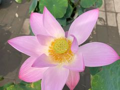 -莲花池公园
