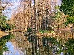 -上海共青森林公园