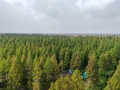 -黄海国家森林公园