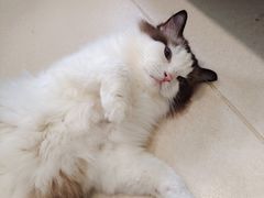 -猫在这儿猫咪咖啡馆·撸猫馆