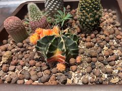 -大桶大足浴(宝山店)