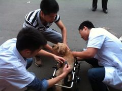 -中农大我爱我爱24h动物医院·中医针灸·猫专科·骨科医疗中心(双井店)