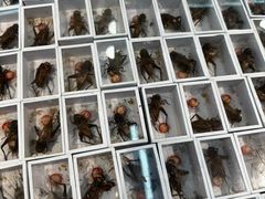 -中环花鸟鱼虫市场