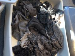 捞派毛肚-海底捞火锅(万象城店)