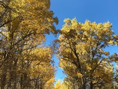 -金塔沙漠胡杨林景区