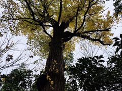 -秋霞圃