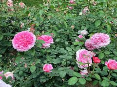 -人民公园(罗湖区)