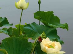 -莲花池公园