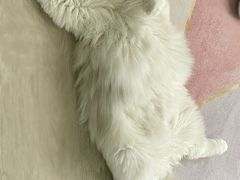 -猫十亿·布偶金渐层·曼基康矮脚猫舍(青年路店)