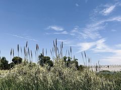 -西京湾花海