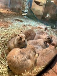 点击看大图 -Zoolung Zoolung动物主题公园(海信广场店)