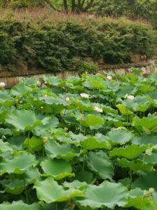 蘇州古樟植物園-