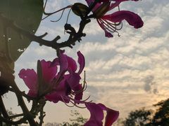-东莞植物园