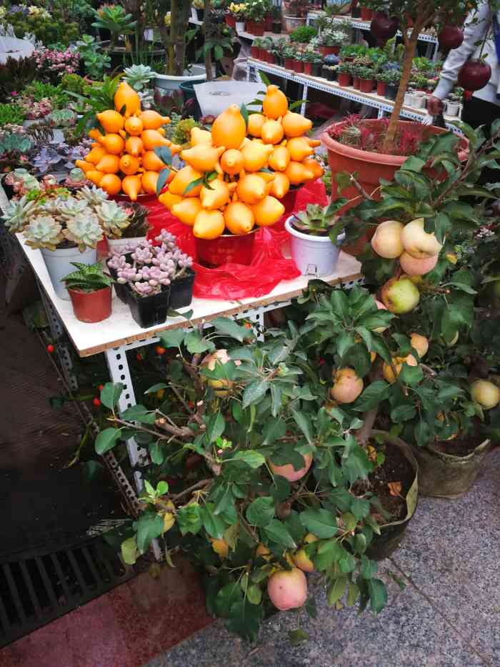 金地花卉大观园嘉茂鑫源绿植鲜花-"一直听说这个地方,周末正好路过