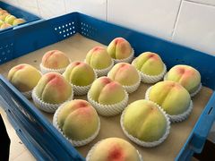 -老袁家蜜桃农场·阳山水蜜桃