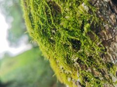 -邓小平故里