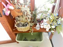 -共舞时光猫咖·狗咖(新街口店)