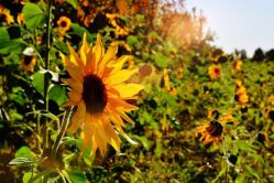 -圣露庄园·草坪婚礼·宴会厅·会议