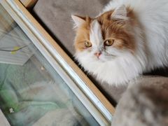 -猫和宫(六道口店)