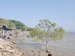 -深圳湾公园(南山区)