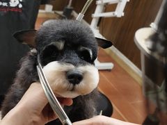 -鑫艺宠物美容培训学校