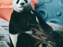-武汉动物园