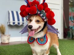 -柯斗斗主题餐厅·狗咖·围炉煮茶·茶饮(国瑞升平里店)