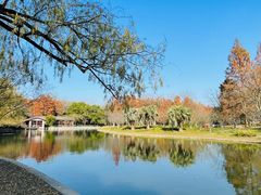 -上海共青森林公园