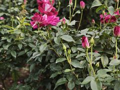 -人民公园(罗湖区)