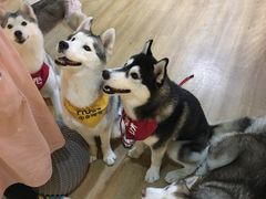 -Husky Go! 哈士奇体验馆·宠物咖啡厅狗咖