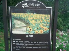 -紫颐香薰山谷景区