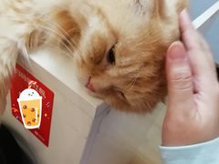 -猫咪派对(江南西店)