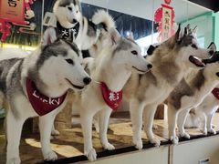 -Husky Go! 哈士奇体验馆·宠物咖啡厅狗咖