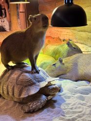 -Zoolung Zoolung动物主题公园(海信广场店)