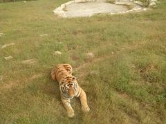 老虎-西安秦岭野生动物园
