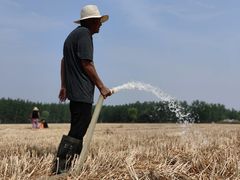 -黄河故道国家森林公园