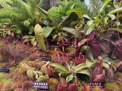 -中国科学院西双版纳热带植物园